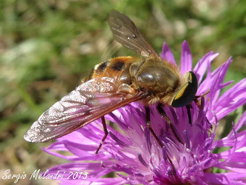 Dittero da id.:  Pangonius sp. (Tabanidae)